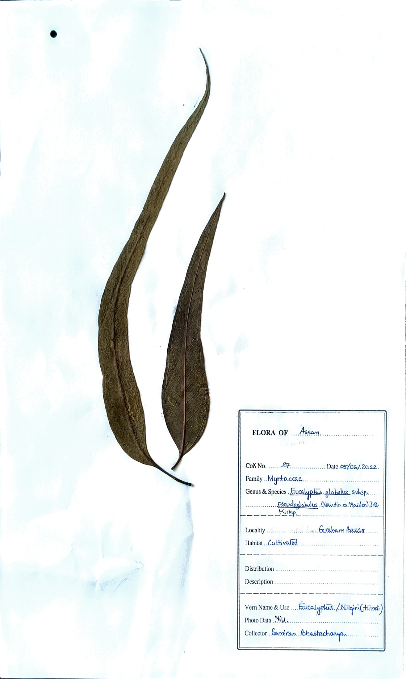 Nilgiri (Hin.) (Herbarium)
